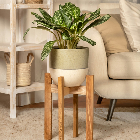 הקיץ מריח נהדר: על מפיץ הריח Kuni